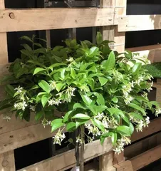Is Gardenia Toxic? How to Care for It Indoors? (Understanding Gardenia Toxicity to Make It a Choice for Indoor Beauty) 3