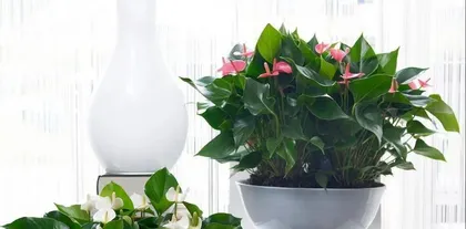 Is blue snowflake toxic? - Must-know for indoor care! (Learn about the characteristics and care methods of blue snowflake to place it safely indoors)