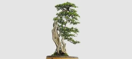 Master these techniques to easily grow Liguomu (A detailed guide to cultivation and care, so you no longer worry about difficult maintenance) 2