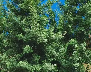 Master these techniques to easily grow Liguomu (A detailed guide to cultivation and care, so you no longer worry about difficult maintenance) 3