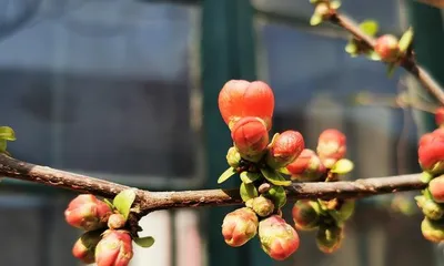 Papaya Winter Care Guide ("Winter Care, Frost Prevention, Protection Measures")
