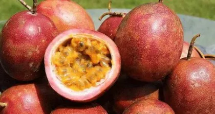 Papaya Winter Care Guide ("Winter Care, Frost Protection, Protective Measures") 2
