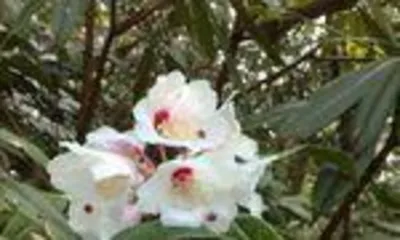 How to Scientifically Maintain Rhododendron Metasequoia Cutting (Master Key Techniques to Make Your Garden More Beautiful)