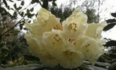 How to Scientifically Cultivate the Miye Azalea (Master Key Techniques for a More Beautiful Garden) 2