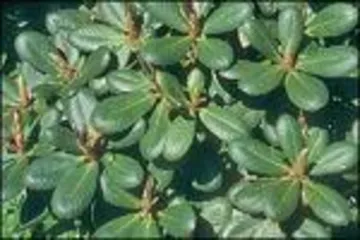 How to Scientifically Cultivate the Miye Azalea (Master Key Techniques for a More Beautiful Garden) 3