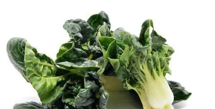Growing and Caring for Bok Choy (Detailed Explanation of Planting Season, Soil, and Fertilization Points)