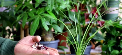 How to plant orchids reasonably? (From cultivation to maintenance, let you master it easily)