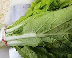 Planting and Care Methods for Mai Bai Cai (Detailed Explanation of Planting Season, Soil, and Fertilization Points) 2