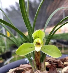 How to Grow Orchids Properly? (From Cultivation to Care, Master It Easily) 2