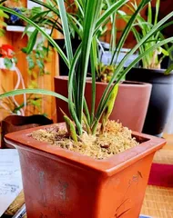 How to Grow Orchids Properly? (From Cultivation to Care, Master It Easily) 3