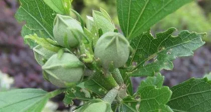 What to do if the leaves of the small hibiscus turn yellow? | Care Tips | Small Hibiscus