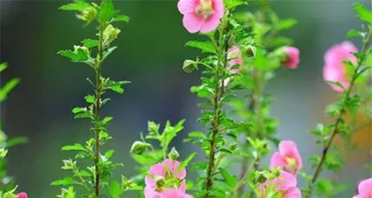 What to do when Hibiscus leaves turn yellow? | Care tips | Hibiscus2