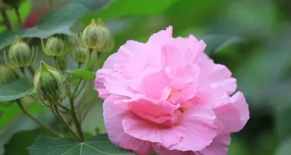 What to do when Hibiscus leaves turn yellow? | Care tips | Hibiscus3
