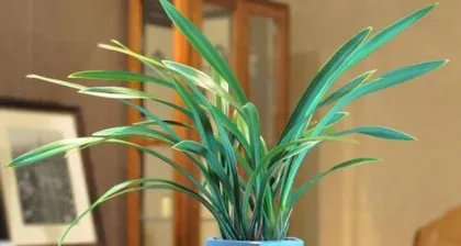Mulan Care Guide (Watering Precautions and Care Tips)