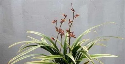 Dark Orchid Care Guide (Watering Precautions and Care Advice) 2