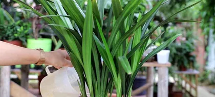 Dark Orchid Care Guide (Watering Precautions and Care Advice) 3