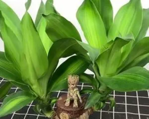 Woody plants (compared in three aspects: growth effect, ease of maintenance, and environmental requirements)