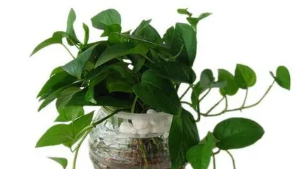 Woody Plants (Comparing from three aspects: growth effect, maintenance difficulty, and environmental requirements) 2