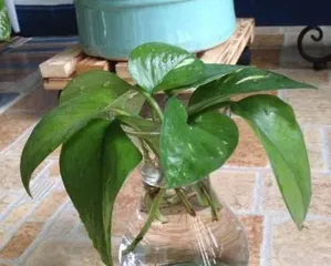 Woody Plants (Comparing from three aspects: growth effect, maintenance difficulty, and environmental requirements) 3