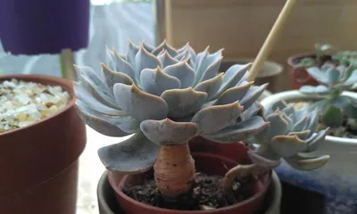 The Care and Pruning Methods for Blue Stone Lotus Old Trunks (How to Create a Beautiful Bonsai)