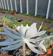 Care and Pruning Methods for Echeveria