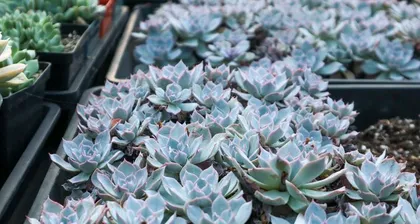Care and Pruning Methods for Echeveria
