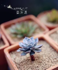 Creating an Old Tree Style, Guide for Caring for Lithops Succulents