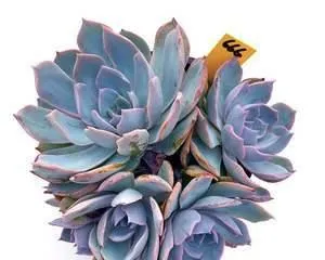 Creating a Mature, Tree-like Shape, Echeveria