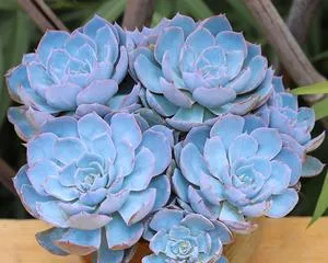 Creating a Mature, Tree-like Shape, Echeveria