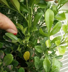 The time for repotting and care methods of MIlan (how to transplant MIlan to a new pot at the right time and carry out proper care)
