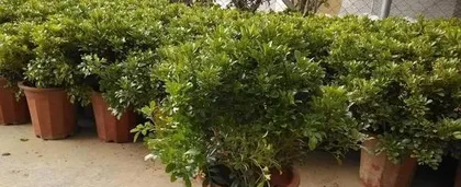 Repotting Time and Care Methods for Aglaonema (How to Repot Aglaonema into a New Pot at the Right Time and Do a Good Job of Care) 2