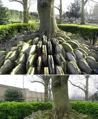 Cemetery Planting Guide (What plants are suitable for cemeteries? What should be noted when planting in a cemetery?)