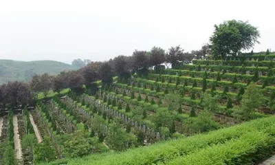 Cemetery Planting Guide (What plants are suitable for cemeteries? What should be noted for cemetery planting?) 2