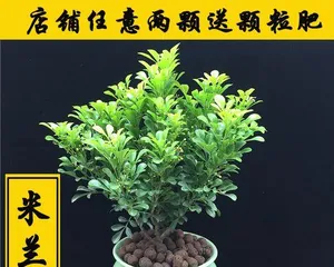 Milan Old Stem Cultivation Methods and Maintenance Tips (Exploring the Art of Cultivating Milan Old Stems, Bringing More Life to Your Aquarium)