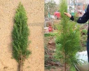 Cemetery Planting Guide (What plants are suitable for cemeteries? What should be noted for cemetery planting?) 3