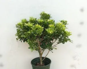 Milan Old Stump Cultivation Methods and Care Tips (Exploring the Way to Cultivate Milan Old Stumps to Make Your Aquarium More Vivid) 2