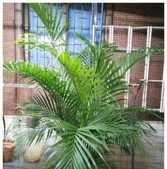 You can also grow palm trees at home (from selecting seeds to maintenance, easily create a tropical atmosphere)