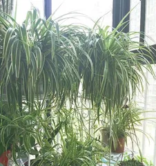 You can also grow palm trees at home (from selection to maintenance, easily create a tropical vibe) 2