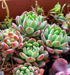Complete Guide to Caring for Blue Apple Succulents (Create a Unique Blue Vibrant Plant, from Seedling Selection to Maintenance All-in-One!) 1