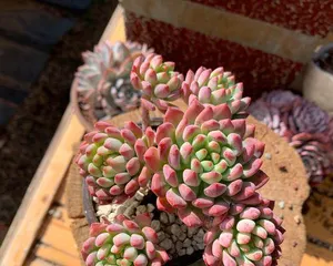 Complete Guide to Caring for Blue Apple Succulents (Create a Unique Blue Vibrant Plant, from Seedling Selection to Maintenance All-in-One!) 2