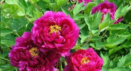 How to properly care for peonies? (The key to creating a beautiful garden)