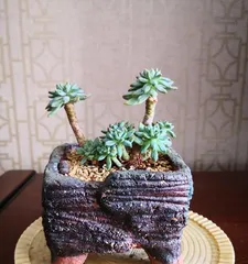 Complete Guide to Caring for Blue Apple Succulents (Create a Unique Blue Vibrant Plant, from Seedling Selection to Maintenance All-in-One!) 3