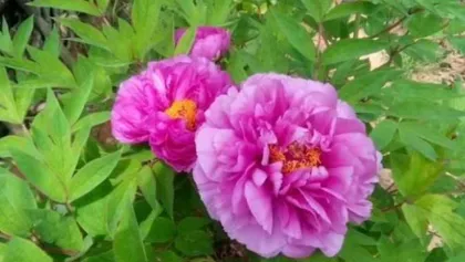 How to Properly Care for Peonies? (The Key to a Beautiful Garden) 2