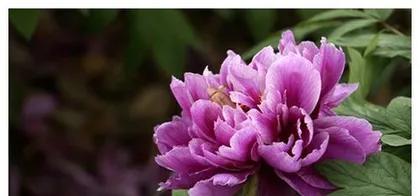 How to Properly Care for Peonies? (The Key to a Beautiful Garden) 3