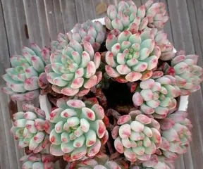 The Art of Creating Bonsai: How to Care for a Blue Apple Succulent to Blossom? (Teach you step by step to create a high-end succulent small forest)
