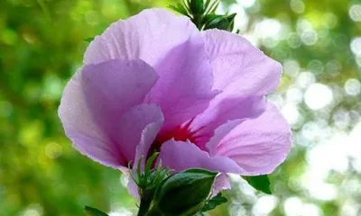 Detailed Explanation of Hibiscus Cultivation Methods and Care Key Points (Help You Easily Own a Vibrant and Colorful Hibiscus Garden)