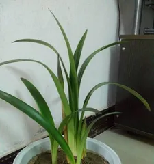 What kind of orchid is the best to choose? (Exploring the characteristics and care tips of different orchid varieties)
