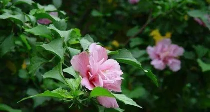 木槿花养殖方法与养护要点详解（让你轻松拥有绚丽多彩的木槿花园林）2