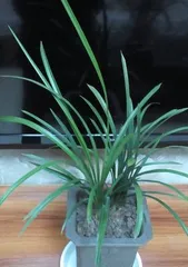 What is the best orchid variety to choose? (Exploring the characteristics and care points of different orchid species) 2