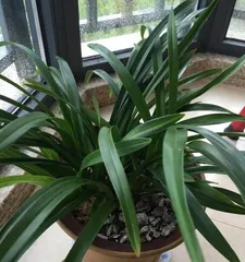 What is the best orchid variety to choose? (Exploring the characteristics and care points of different orchid species) 3